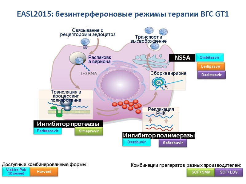 EASL2015: безинтерфероновые режимы терапии ВГС GT1 Ингибитор протеазы NS5A Ингибитор полимеразы Paritaprevir Ombitasvir Dasabuvir